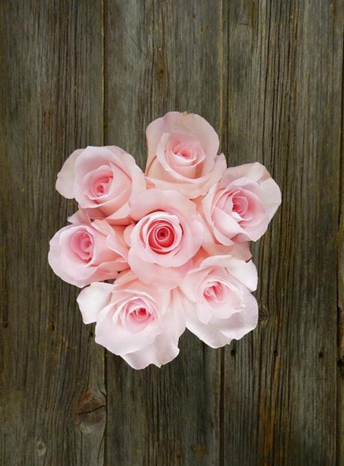 SWEET AKITO  LIGHT PINK ROSES